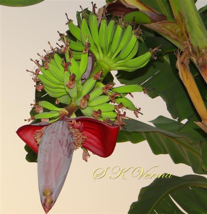  Inflorescence (Spike)